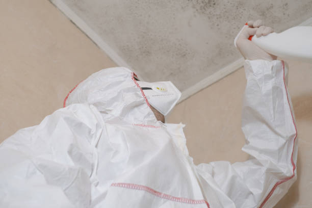 Best DIY Mold Remediation Support Services in Estacada, OR